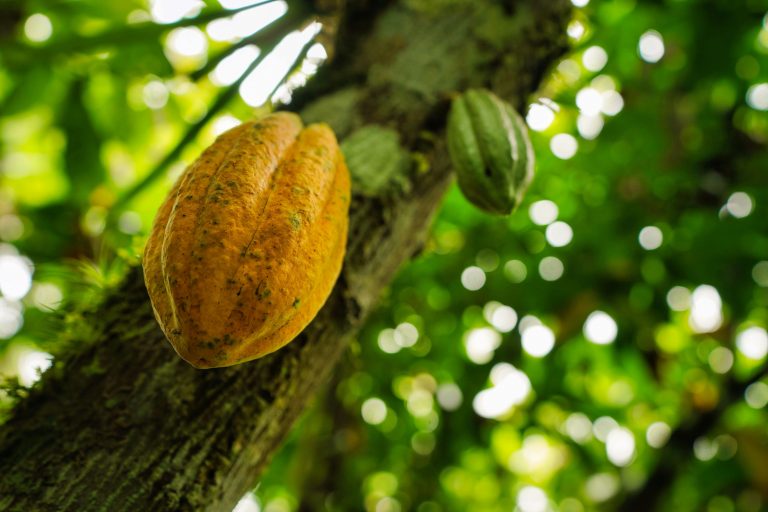 Cocoa Market Outlook: June–December 2025
