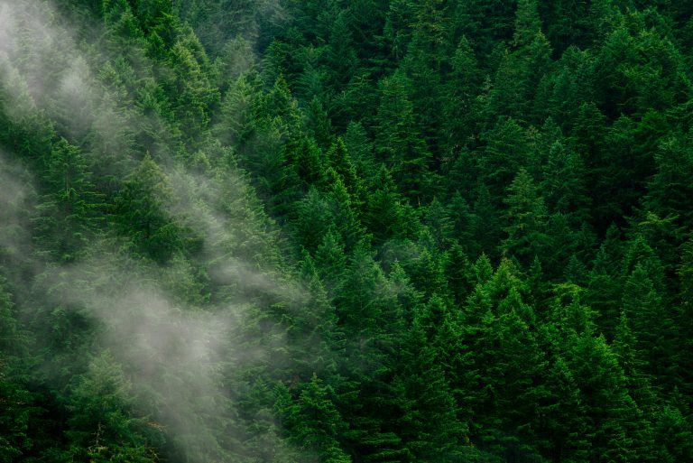 US Hurricane Season Set to Buffet Forest Products Exports