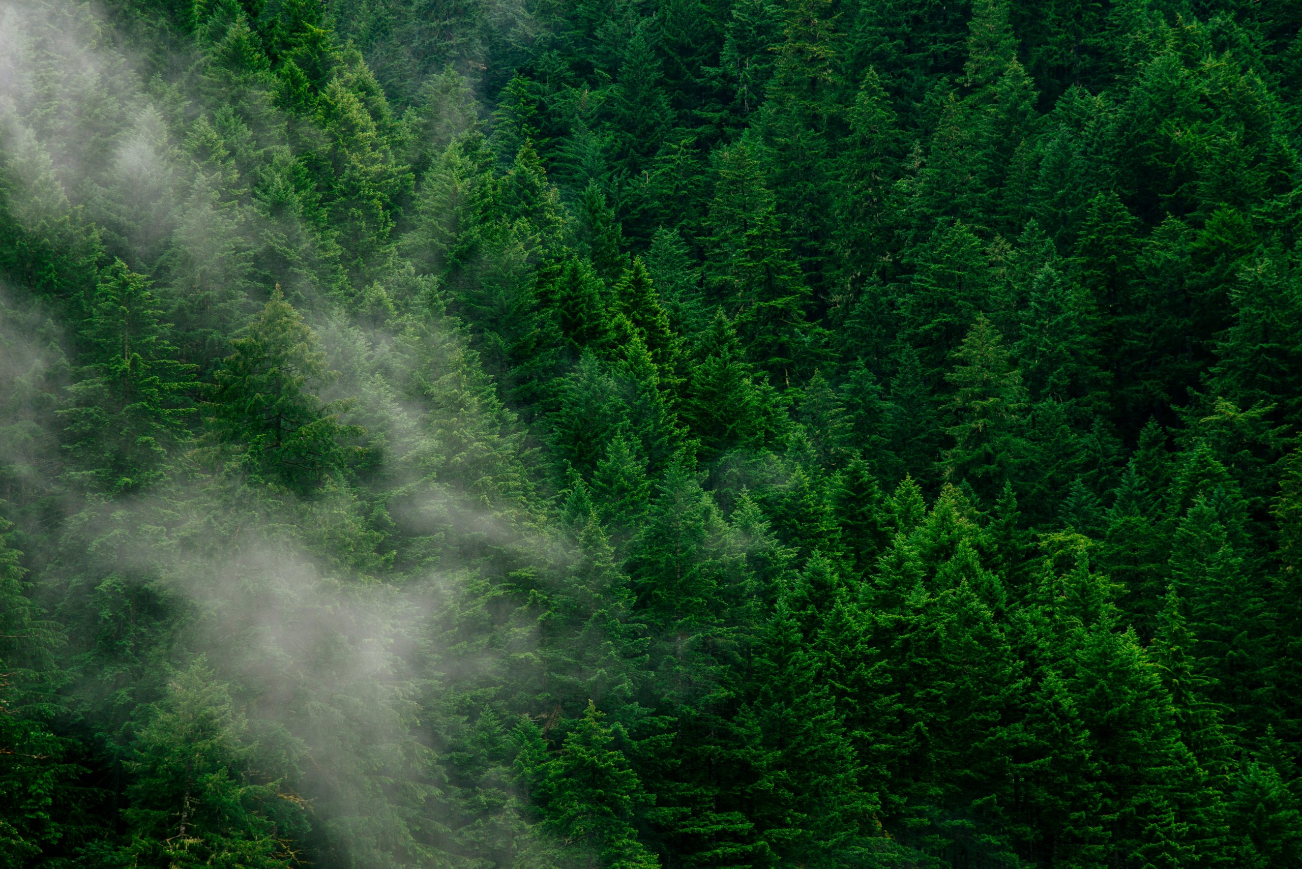 US Hurricane Season Set to Buffet Forest Products Exports