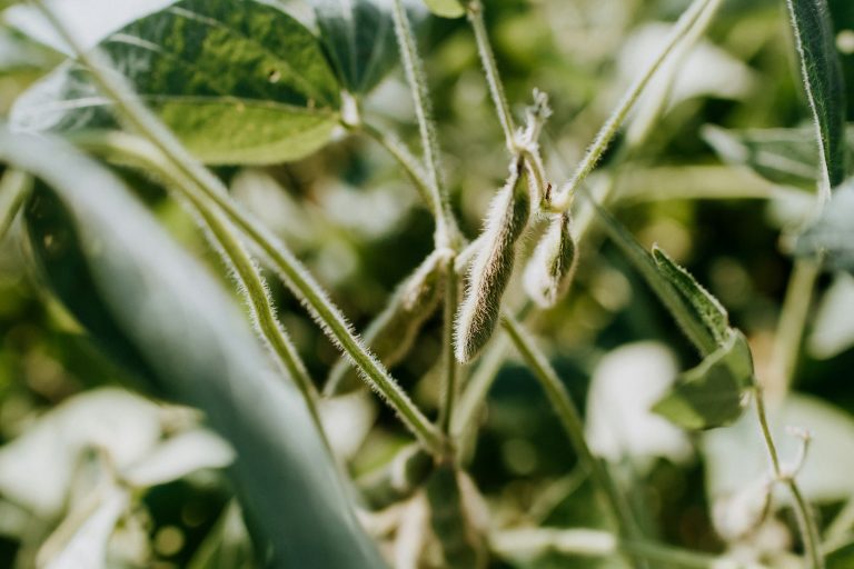 Soybean Market Outlook: June–December 2025